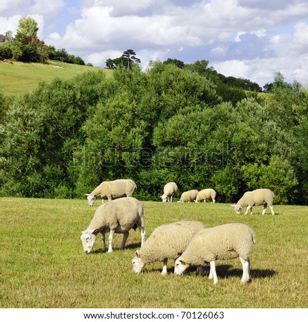 stock photo   flock of sheep