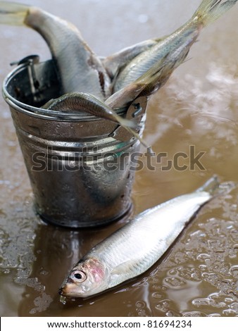 Fresh fish in bucket. Selective focus
