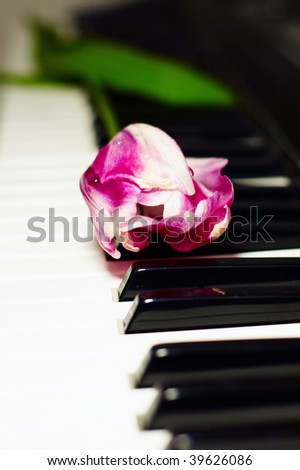 white and pink tulip on piano keys