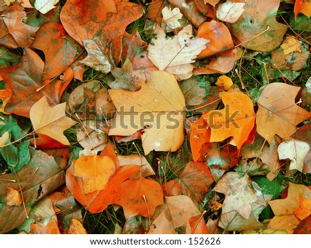 Fall leaves in shades of orange lie on green grass