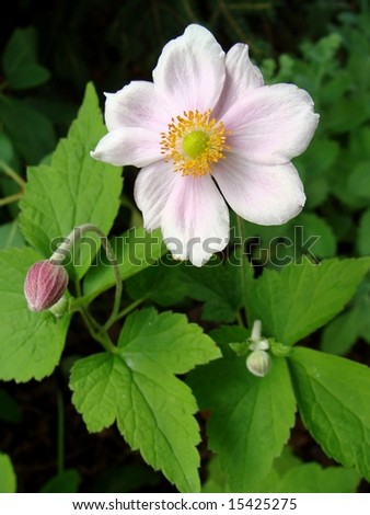 Japanese Anemone Plant with flower and buds