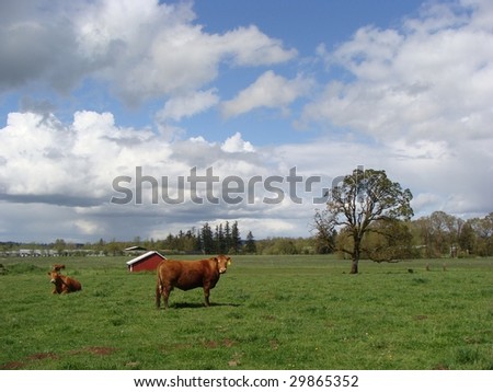 Two cows in a field with trees and a barn and clouds in the background.