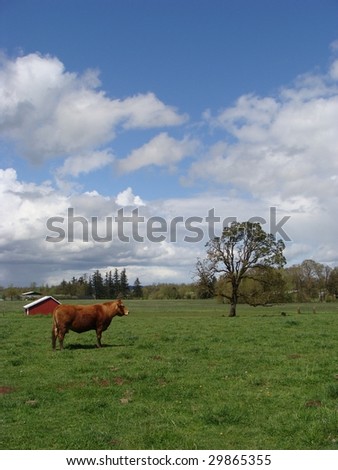 Cow in a field with blue cloudy sky, tree and barn in the background.