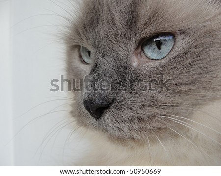 Gray Cat Eyes