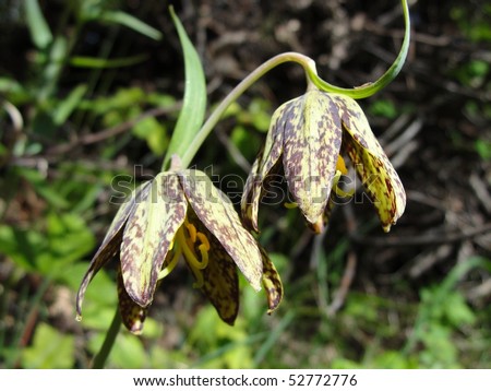 Chocolate Lily flowers, wildflowers,  	 Fritillaria lanceolata also known as Mission Bells, Checker Lily,