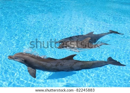 Dolphin family swimming Mother with baby in clear blue water.