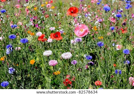 Wildflower field with many kinds of blooms