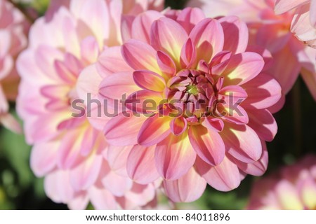 pink and yellow dahlia close up