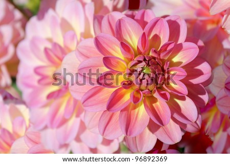 Pink and Yellow Dahlia flower blossoms close up in a group