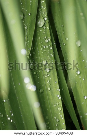 Rain droplets glisten on green plant foliage. Focus is on central droplets. Color and texture suggests garden or tropical/jungle plants.