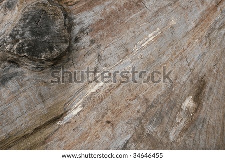 The surface of a recently felled tree with some areas of bark removed to reveal the rough wood underneath.