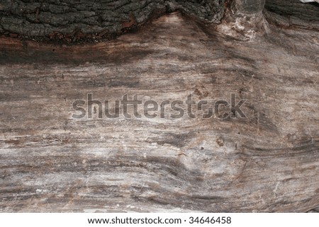 The surface of a recently felled tree with some areas of bark removed to reveal the rough wood underneath.