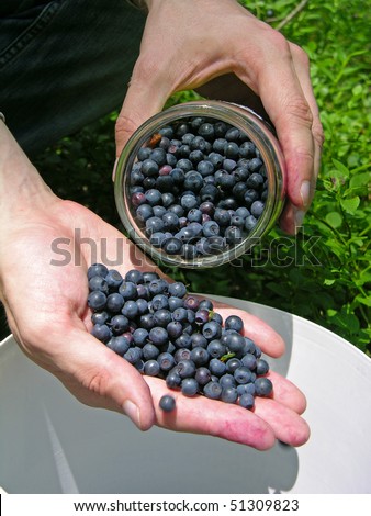 Gathering blueberries