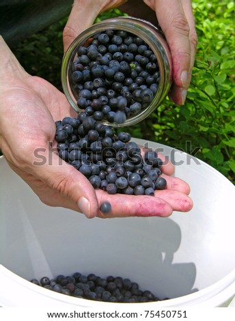 Gathering blueberries