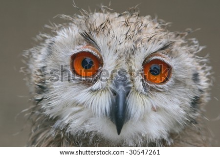 Baby Snow Owl