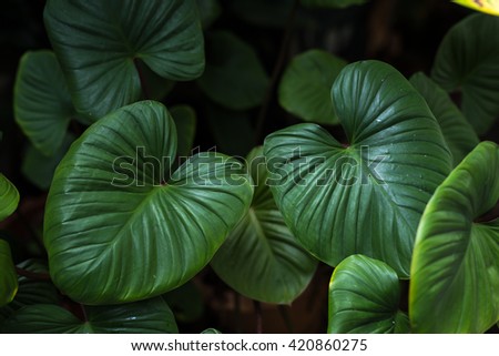 Low key lighting Nature background, green leaves in natural light and shadow, symbolic of peaceful and safe the Earth or life or Zen with toned color and selective focus.