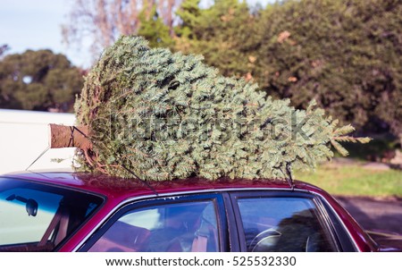 Christmas tree,fir. Fresh cut natural fir for Christmas festival holiday decoration,symbolic of family event,love,give,gift as Jesus of Christian on the top of car in the old school way to bring home