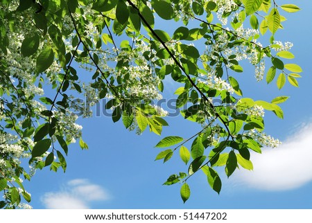 Bird cherry tree  on the  background of blue sky and white clouds