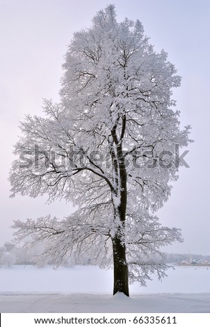 Beautiful winter tree covered with frost  at twilight