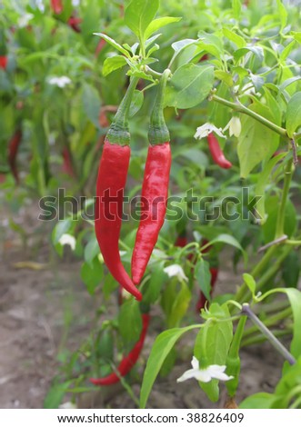 Hot peppers chili at the plants
