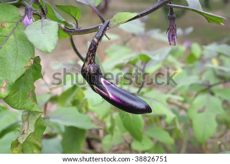 Aubergine at the plants in the field