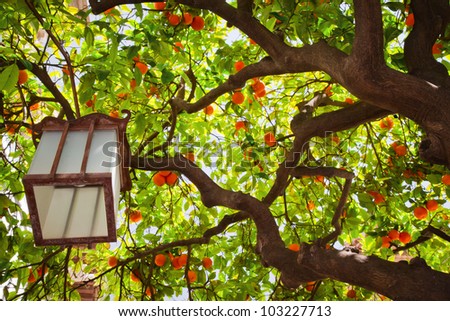 chinese lantern tree