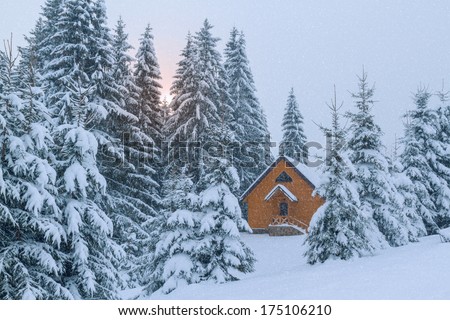 Winter landscape with high spruces and snow at dawn in mountains Carpathians, Ukraine
