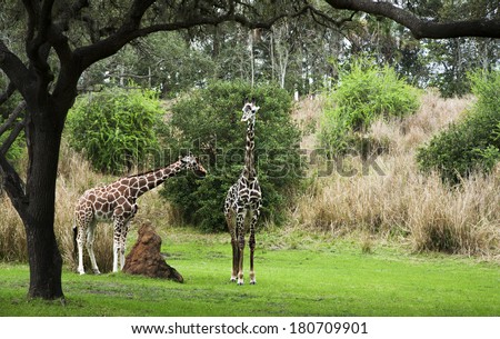 Two giraffes walking in animal kingdom park