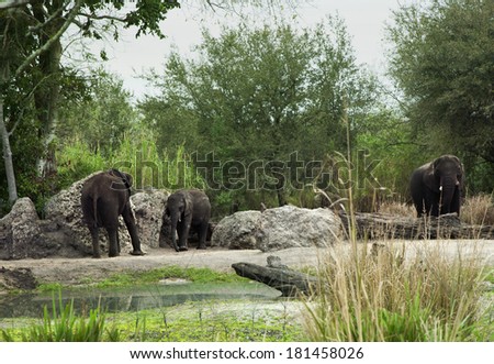 Elephants in animal kingdom park