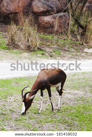 Sable antelope eating grass in animal kingdom park