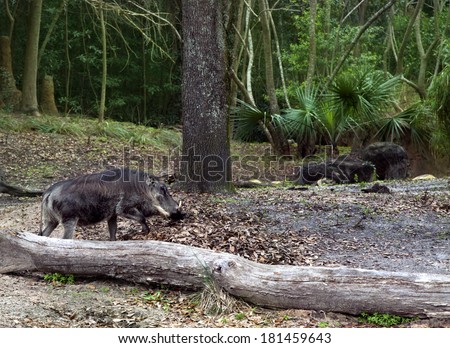 big male warthog walking  in animal kingdom park