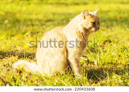 Cat hunting on the grass at autumn day