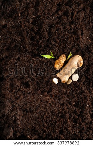 Soil with a small plant and roots . Top view. Photo.