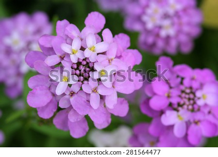 Blossoming small pink-purple flowers shrub, a fragment of a group of flower close-up
