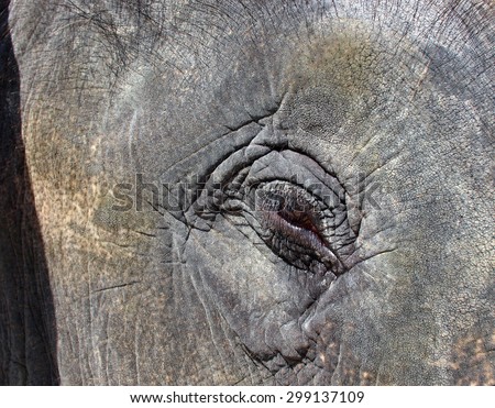Eye of the Elephant closeup. Indian Elephant (Elephas maximus) - mammal genus Elephant (Elephas).