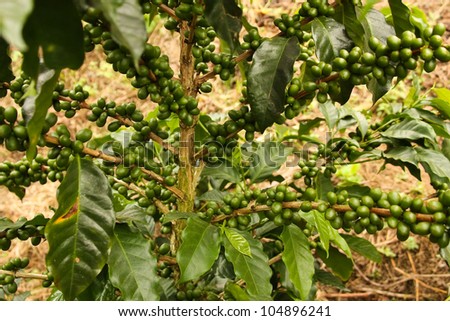 Colombian coffee plantation in the Andean valleys. Quimbaya, Quindio, Colombia. Triangle coffee.