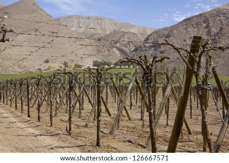 Vineyard cultivation for fruit and wine, in the inhospitable mountains of the Andes. Chile