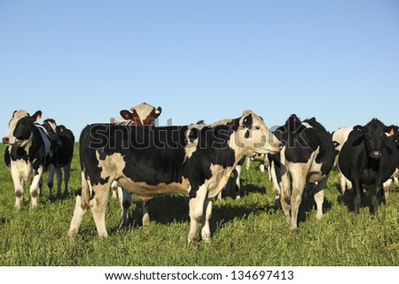 Cows on green meadow and blue sky. The beef cattle industry is one of the most important activities in Latin American countries such as Argentina, Brazil and Uruguay.