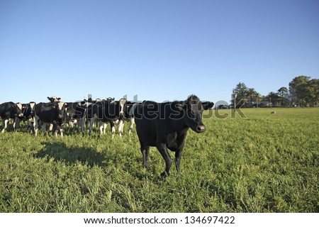 Black and white cows on a farm in rural America. The beef cattle industry is one of the most important activities in Latin American countries such as Argentina, Brazil and Uruguay.