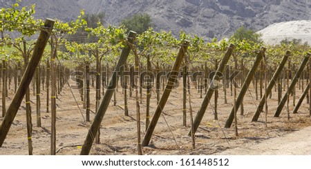 Vineyard cultivation for fruit and wine, in the inhospitable mountains of the Andes. Chile