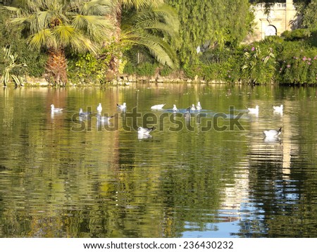 Birds swimming in the pond Ciutadella Park. Garden historic city of Barcelona, Catalonia, Spain.