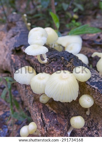 Mushroom in forest. Madidi Park, La Paz Region. Bolivia.
