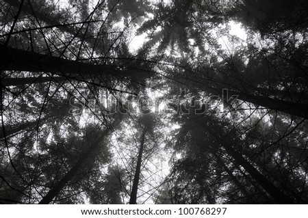 Treetops of the conifer forest in foggy rainy day, Carpathian mountains forest, Ukraine