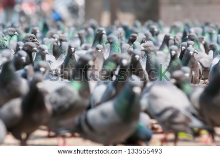 Pigeons on the Durbar square, Kathmandu, Nepal