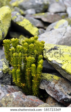Ground pines (Lycopodium Selago) rare plant from Red List of Ukraine, Carpathian mountains, Ukraine
