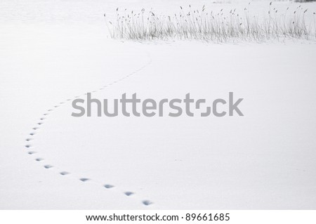 Animal footsteps on the fresh snow in winter