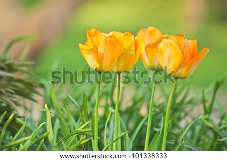 Red Orange Yellow Tulips flower shot from below close up with tulip background pattern