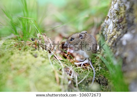 Cute wood mouse sitting on hind legs