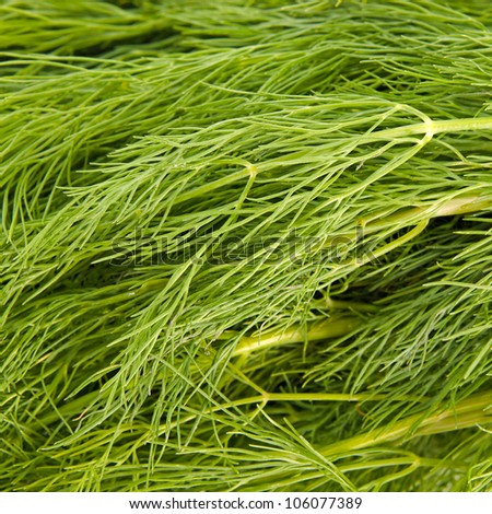 dill herb background