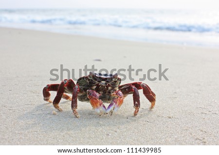 Funny red crab on the beach in Varkala, Kerala, India